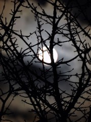 moon.jpg